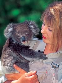 Koala