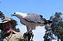 Birds of Prey free-flight show