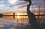 egret at sunset
