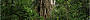 Wilderness and Rainforest Full Day 4WD Safari