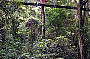 Enjoy the Rainforest Treetop Boardwalk at O'Reilly's
