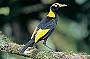 See the magnificent Regent Bower Bird - O'Reilly's