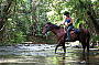 Cape Trib Horse Rides (Afternoon)